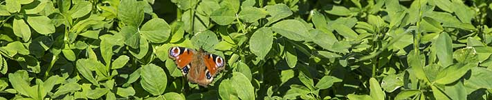 Butterfly in alfalfa field
